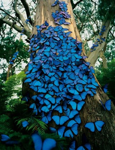 blue butterfly art